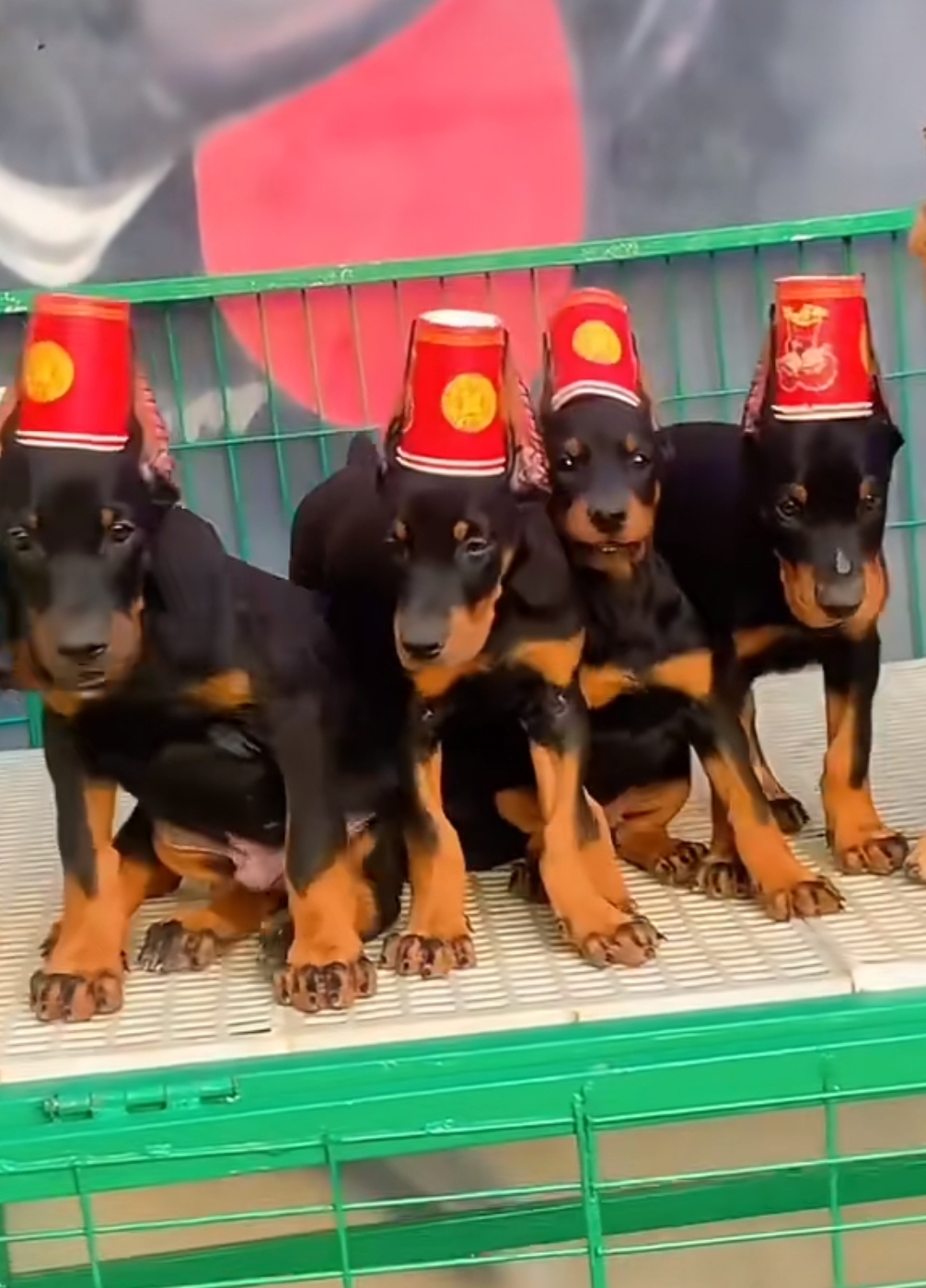 杜宾犬
